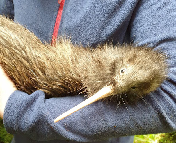 Dale the kiwi on Mt Taranaki & the Kaitake Ranges