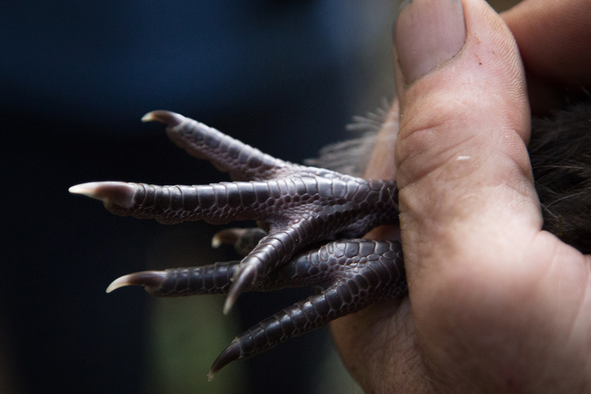 Kiwi Chick claws
