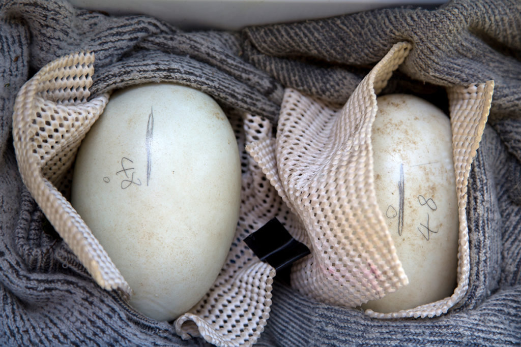 Kiwi eggs being transported