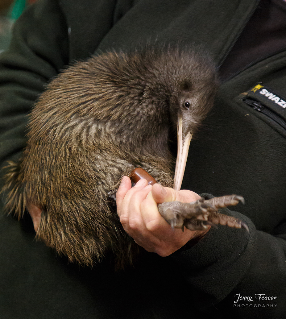 Meet our Monitored kiwi
