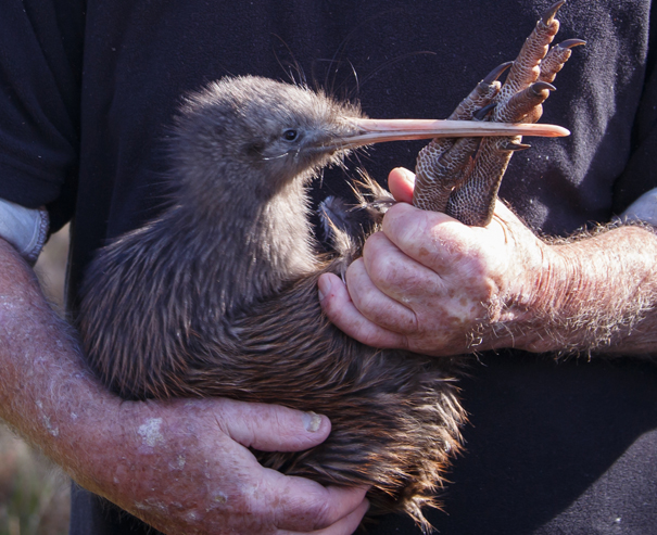 Prince the kiwi Totara Block