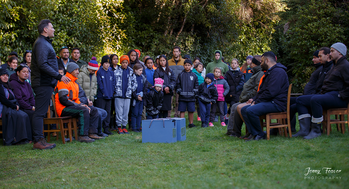 Things you can do to save the kiwi in taranaki