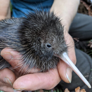 Donate to help kiwi in Taranaki