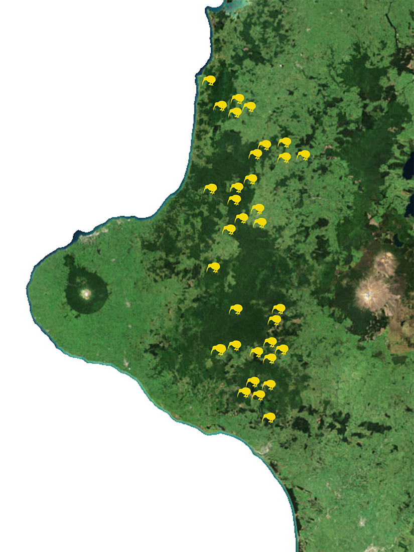 Kiwi CTP site map Website 2021