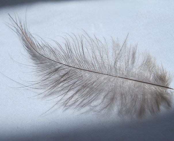 Kiwi Feather