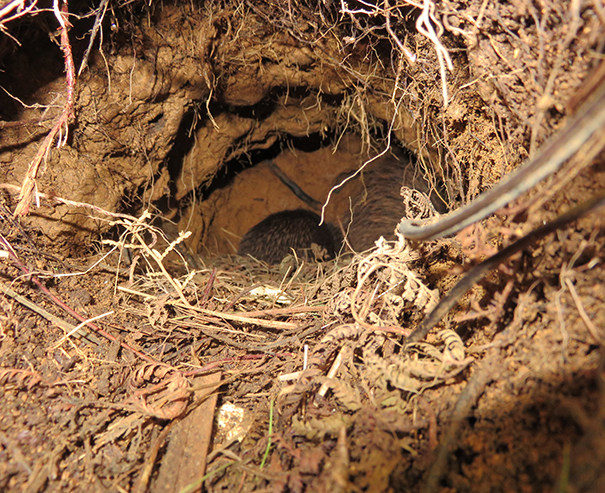 Kiwi burrow