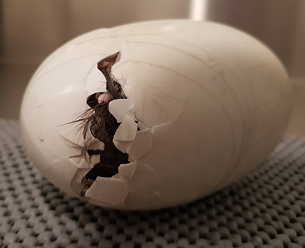 Kiwi hatching