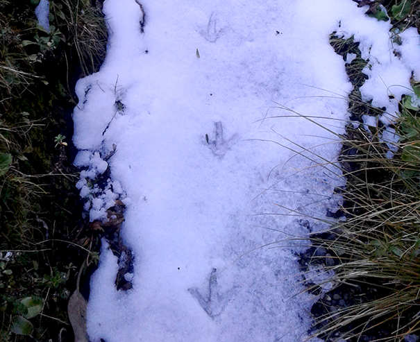 Signs of Kiwi Tracks in the snow