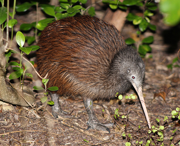 Report a Sighting of a Kiwi