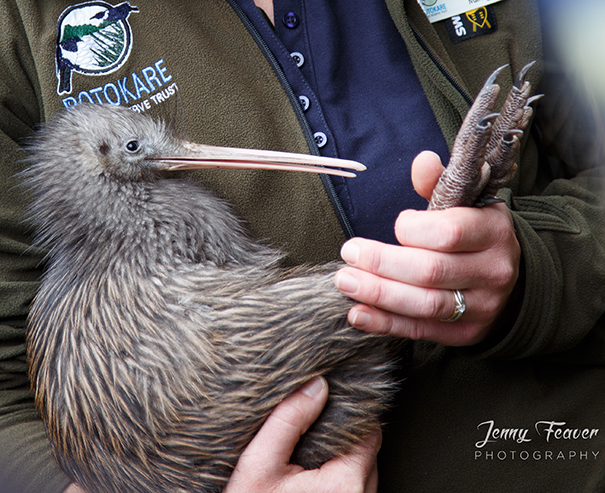 Collins the Kiwi