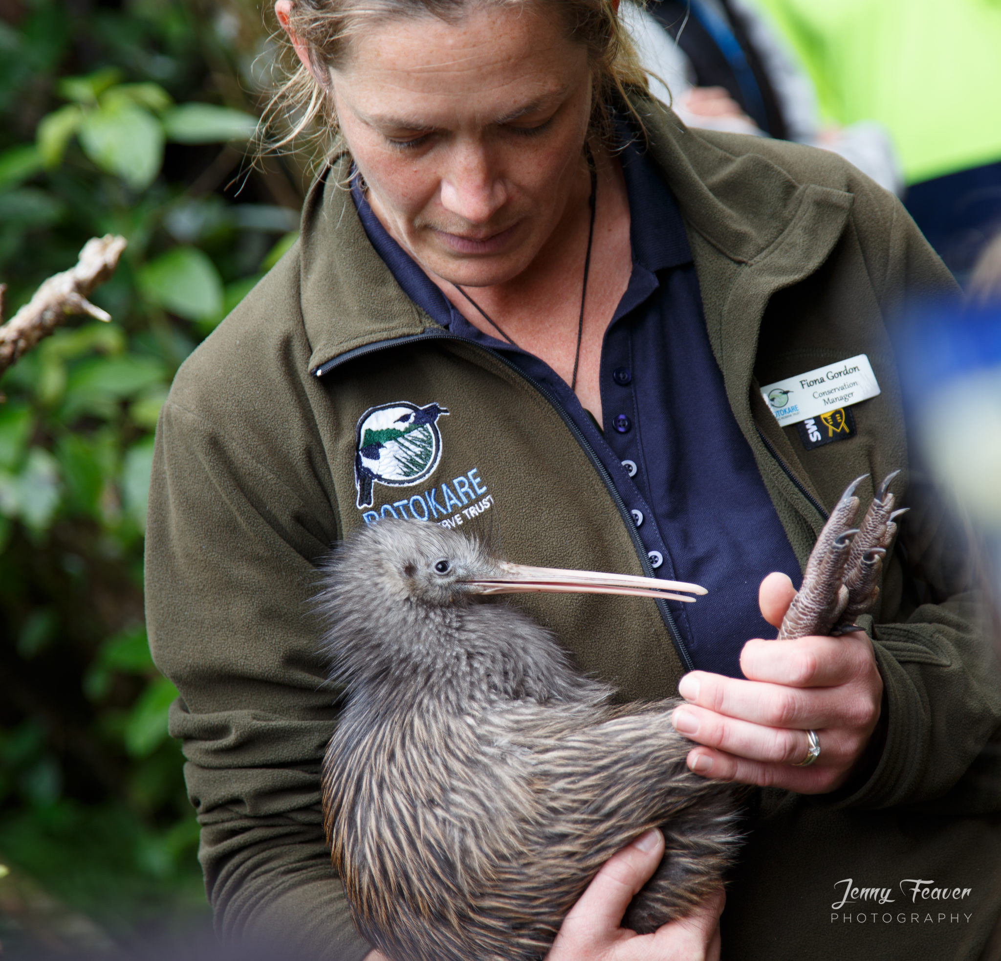 Kiwi Predated on the Kaitake Ranges - Taranaki Kiwi Trust